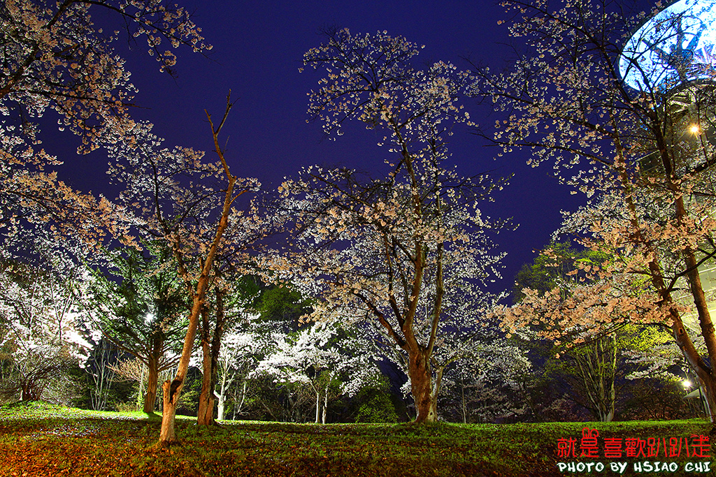 日本 北海道賞櫻11日 美唄市 東明公園 夜櫻 人潮較少適合慢遊 Aman Eva就是喜歡趴趴走 痞客邦