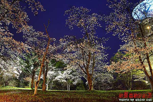 日本 北海道賞櫻11日 美唄市 東明公園 夜櫻 人潮較少適合慢遊 Aman Eva就是喜歡趴趴走 痞客邦