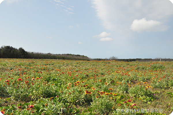 天人菊花海.jpg