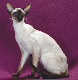 siamese