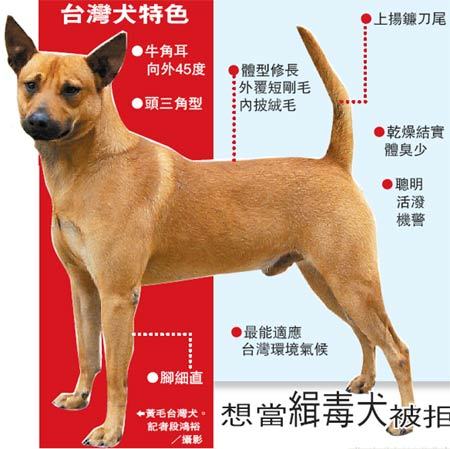 皮卡丘是台灣犬 Wheel S Life 痞客邦 皮卡丘是台灣犬 Wheel S Life 痞客邦