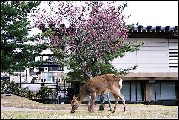 京阪奈良094-20150323.JPG