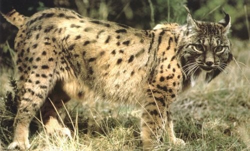 El Lince Ibérico