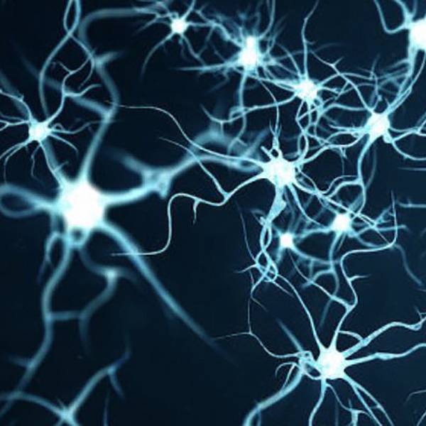 神經.jpg 神經.jpg