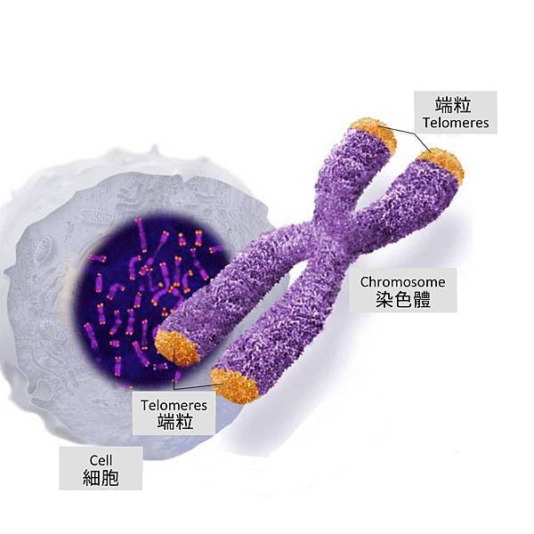 端粒.jpg 端粒.jpg