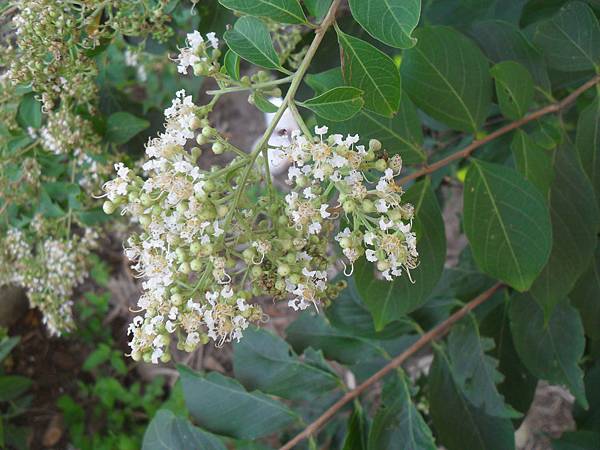 本土九芎盛開著細白花