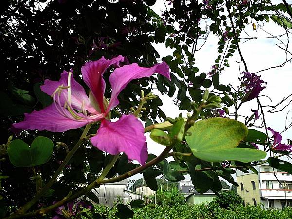 艷紫荊花