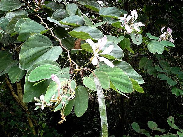 洋紫荊花(花色偏白)