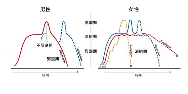 性反應週期.png