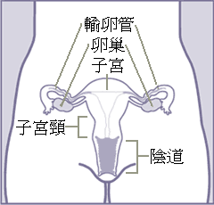 女性子宮正面圖.png