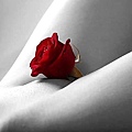 紅玫瑰.jpg