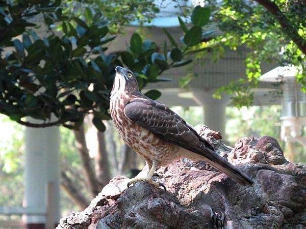 鳳頭蒼鷹