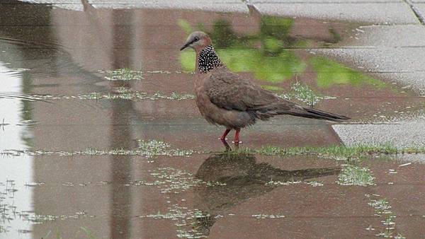 珠頸斑鳩