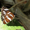 琉球三線蝶
