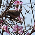 珠頸斑鳩.羊蹄甲