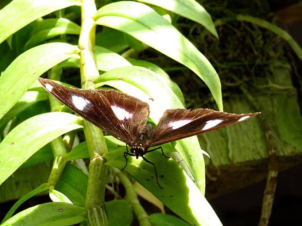 琉球紫蛺蝶