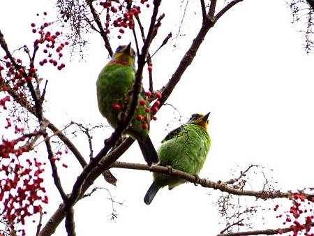 IMG_5897 - 複製 IMG_5897 - 複製