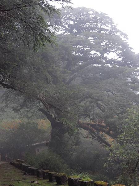 山中老友大鐵杉