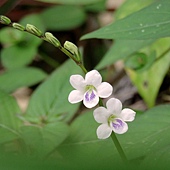 IMG_9898小花寬葉馬偕花