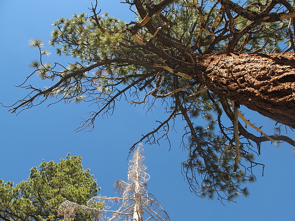 MtWhitney0026.JPG