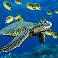 Green Sea Turtle