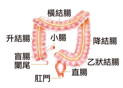 小腸大腸圖.jpg