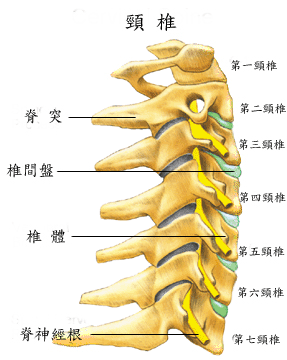 頸椎.gif