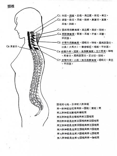 頸椎.jpg