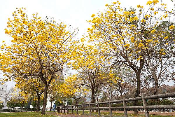 台中北屯 廍子公園 黃花風鈴木閃耀台中最美公園 還有情人橋邊 太順路上 黃花風鈴木最新花況 Cindy的秘密花園 痞客邦 台中北屯 廍子公園 黃花風鈴木閃耀台中最美公園 還有情人橋邊 太順路上 黃花風鈴木最新花況 Cindy的秘密花園 痞客邦