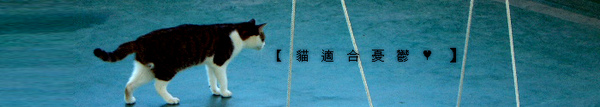 banner-cat.jpg