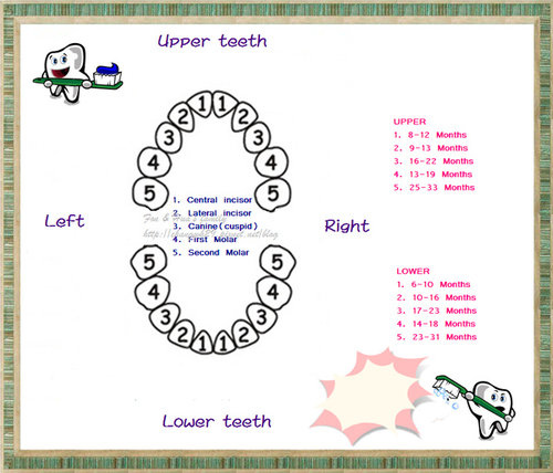 乳牙成長紀錄圖