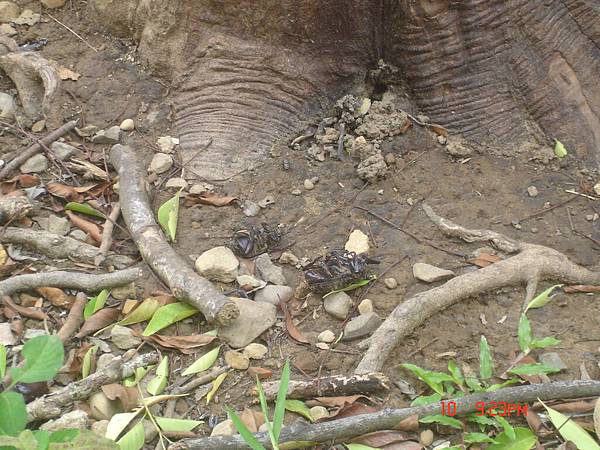 獨角仙 遺體