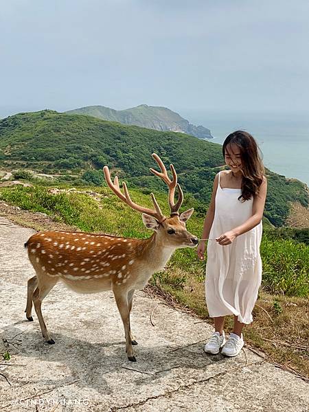 馬祖旅遊｜台版小奈良－馬祖大坵島！你有看過那麼多野生梅花鹿嗎