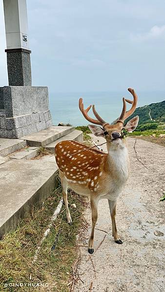 馬祖旅遊｜台版小奈良－馬祖大坵島！你有看過那麼多野生梅花鹿嗎