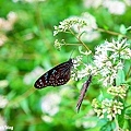 20110703_466.JPG