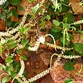 20130705_008.JPG