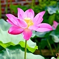 20110604_032.JPG