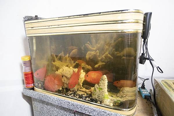 中和楊家麵食水餃館 - 12 中和楊家麵食水餃館 - 12