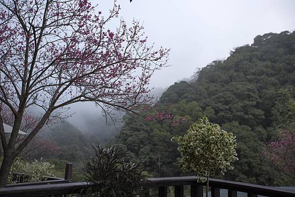 陽明山野人花園 - 6