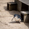 Phillip Island Penguin - 3