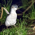 Phillip Island Penguin - 1