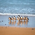 Phillip Island Penguin - 2