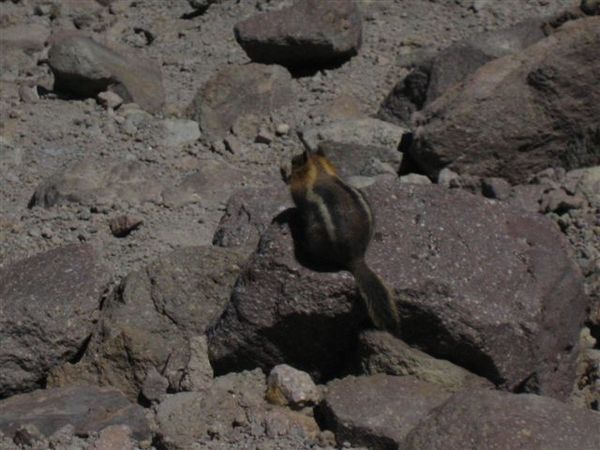 golden-mantled ground squirrel