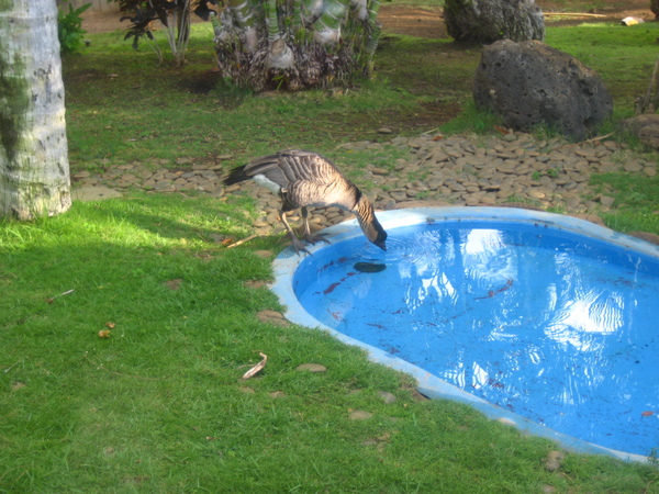 夏威夷州鳥