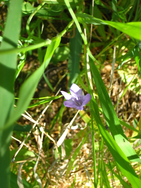 小花