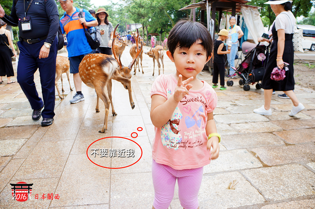 05-DAY1奈良公園的鹿鹿我怕怕.jpg