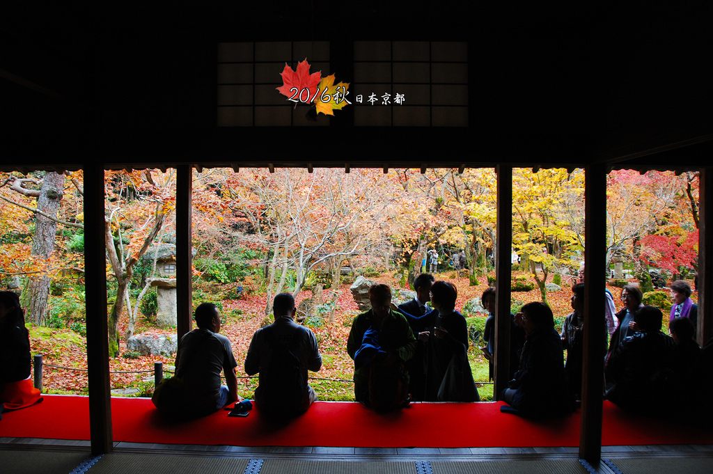 日本京都追紅葉Day2-2圓光寺賞快到光的楓.jpg
