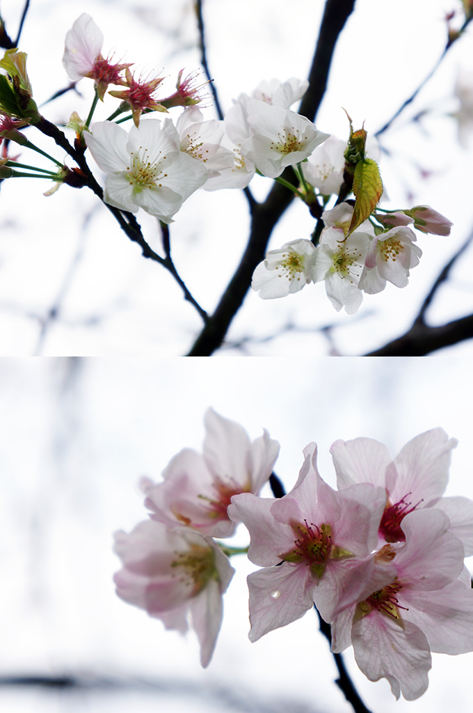 陽明山的櫻花.jpg