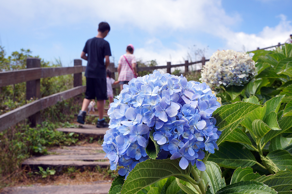 台東太麻里金針山8之雙乳峰.jpg