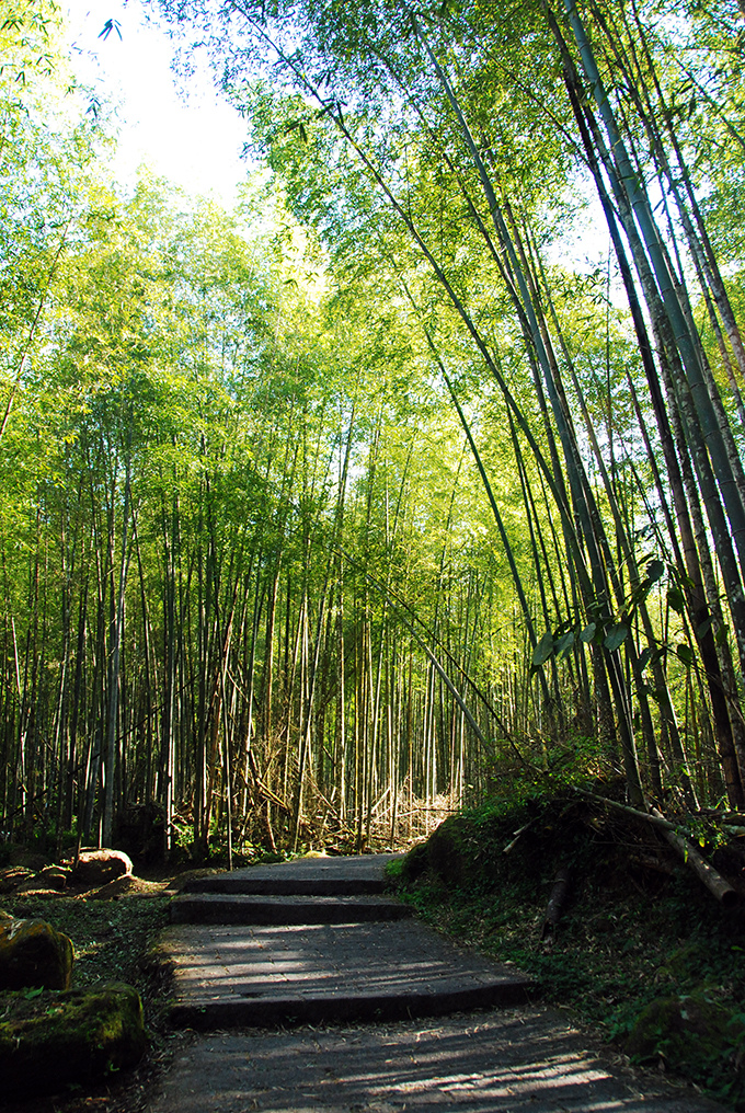 南投溪頭16美麗的竹林景.jpg